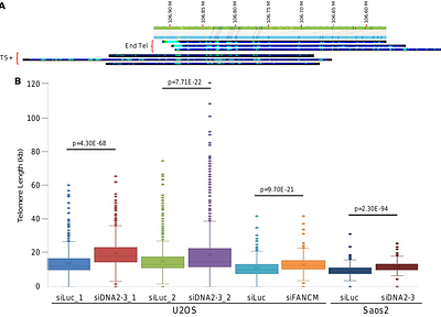 DNA2 and FANCM function in two distinctive pathways in disrupting TERRA R-loops and suppressing replication stress at ALT telomeres