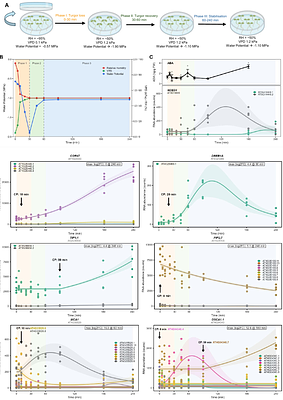 Rapid reversible RNA isoform switching during loss and recovery of turgor in Arabidopsis thaliana