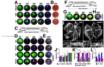 A Nerve-Dependent NGF Receptor Switch Controls Corneal Epithelial Renewal In Neurotrophic Keratopathy