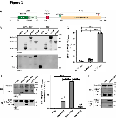 Identification of SIRT4 as a novel paralog-specific interactor and candidate suppressor of C-RAF kinase in MAPK signaling