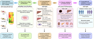 Identification of Proliferation-Specific Dependencies for Therapeutic Targeting of Liver Cancer