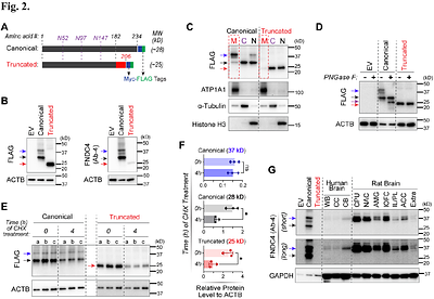 Alcohol Use Disorder Associated Gene FNDC4 Alters Glutamatergic and GABAergic Neurogenesis