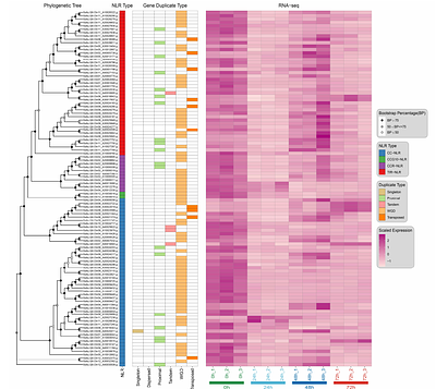 A Pangenome Centralized NLRome Drives Lineage Specific Diversification and Functional Differentiation in Solanoideae