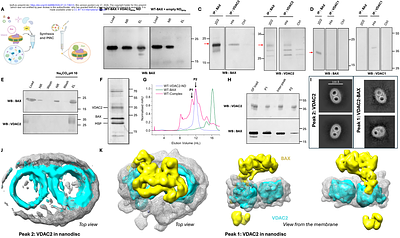 VDAC2 stabilizes a membrane-inserted, primed intermediate of BAX activation