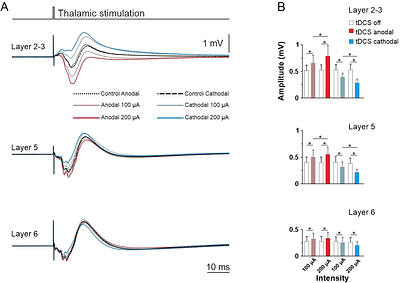 An in vivo model for transcranial direct current stimulation of the motor cortex in awake mice.