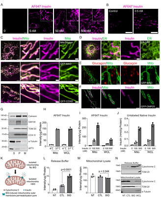 Palmitoylation calibrates mitochondrial transport of insulin across the endothelium in insulin resistance