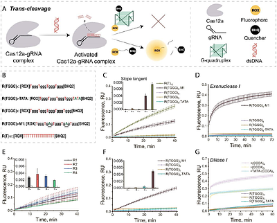 G-quadruplex folding uncouples cis-activation from collateral trans-cleavage by Cas12a