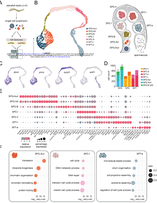 A single-cell multiomics roadmap of zebrafish spermatogenesis reveals regulatory principles of male germline formation