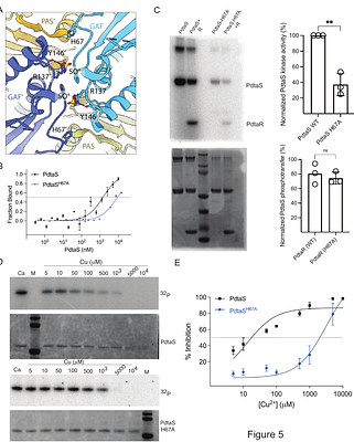 Multi ligand sensing by a bacterial histidine kinase through inhibition of dimerization