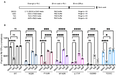 Identification and Rescue of Congenital Hyperinsulinism-Associated ABCC8 Mutations that Impair KATP Channel Trafficking