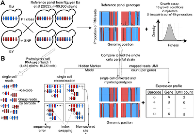 Refining the resolution of the yeast genotype-phenotype map using single-cell RNA-sequencing