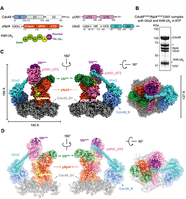 Faf2/Ubx2 potentiates p97/Cdc48 segregase activity via functional priming and reinforcement of the UT3 domain in Ufd1
