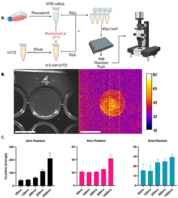 A Method for Optimizing Imaging Parameters to Record Neuronal and Cellular Activity at Depth with Bioluminescence