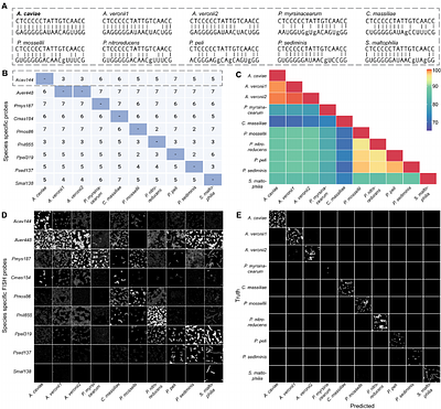 Cross hybridization Inference for Phylogenetic Resolution (CIPHR)-FISH enables microbiome imaging with strain level taxonomic resolution
