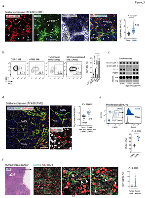 Breast Cancer Macrophage Heterogeneity and Self-renewal are Determined by Spatial Localization