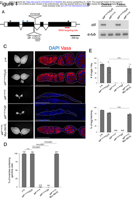Transcriptional Repression of reaper by Stand Still Safeguards Female Germline Development in Drosophila