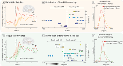 The Human Insula Encodes Somatotopic Representation of Motor Execution with an Effector-Specific Connectomic Map to Primary Motor Cortex