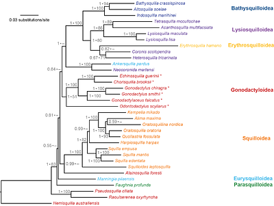 Total-evidence phylogenetic analysis resolves the evolutionary timescale of mantis shrimps (Stomatopoda) and provides insights into their molecular and morphological evolutionary rates