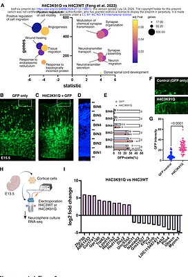 Disruption of Histone H4C genes impairs skeletal development and cortical neurogenesis, modeling rare neurodevelopmental syndromes