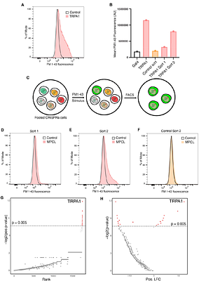 A novel screening method using CRISPRa and FM 1-43 to identify cation channels