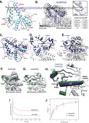 Enhanced axonal transport in large vertebrates: KIF5A adaptations in giraffes and pythons