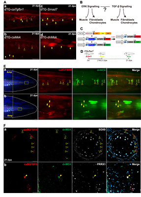 Phased ERK function on muscle stem cell plasticity in axolotl