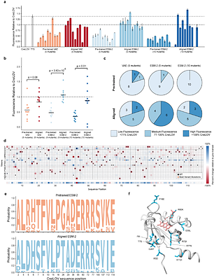 Functional alignment of protein language models via reinforcement learning