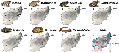 The Hindu Kush, not the Indus Valley, divides amphibian biogeographic realms