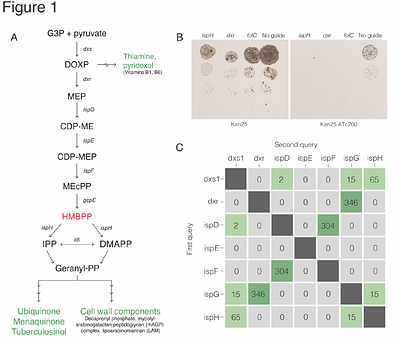 Leveraging a synthetic biology approach to enhance BCG-mediated expansion of Vγ9Vδ2 T cells