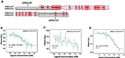 Integrative structure determination of a human mitochondrial contact site and cristae organizing system (MICOS) sub-assembly