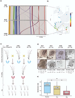 Dynamic holocentric genomes facilitate divergent evolutionary paths through chromosomal rearrangements, hybrid dysfunction, and recombination suppression