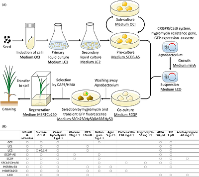 Generation of lachrymatory factor synthase-suppressed onion (Allium cepa L.) by Agrobacterium-mediated gene transfer for CRISPR/Cas9 genome editing