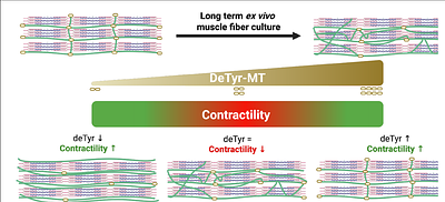 Microtubule architecture and detyrosination bidirectionally modulate sarcomere shortening in skeletal muscle fibers