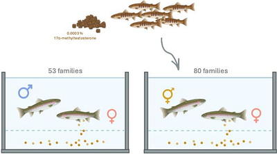 Phenotypic sex determines recombination rate and distribution in sex-reversed Rainbow Trout Oncorhynchus mykiss