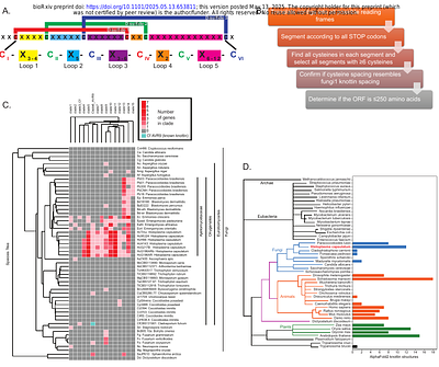 A remarkable expansion of secreted cysteine knot proteins reveals novel virulence factors in the human fungal pathogen Histoplasma