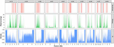 MicroFinder: Conserved gene-set mapping and assembly ordering for manual curation of bird microchromosomes