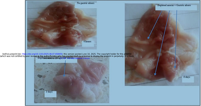 Impact of Capsicum frutescens (L.) fruit ethanol extract on H+/K+ ATPase activity, Gastrin hormone, Parietal cells, and ulcer index in ibuprofen- induced gastric ulcers: A Wistar rat model.