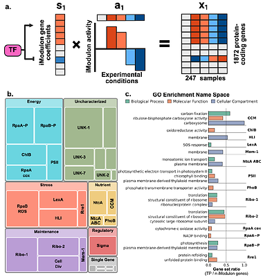 Extreme genome reduction selectively retains modular regulatory architecture in Prochlorococcus MED4: conserved transcriptional modules reveal core physiological regulatory programs