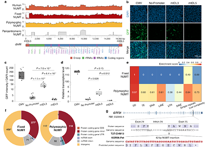 A long-read human pangenome initiative for comprehensive interpretation of nuclear-embedded mitochondrial DNA