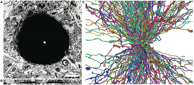 Accelerating Neuron Reconstruction with PATHFINDER