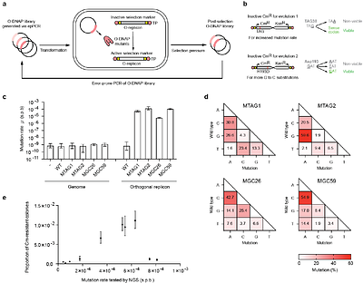 A portable orthogonal replication system enables continuous gene evolution near the biological speed limit