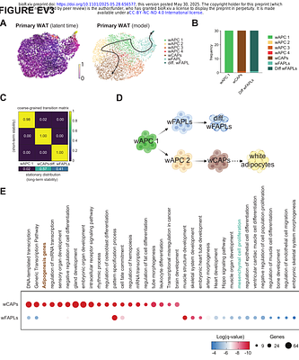 White and Brown Adipose Tissue Share a Common Fibro-Adipogenic Progenitor Population