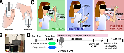 Flexible Perception of Tactile Motion in Multiple Reference Frames