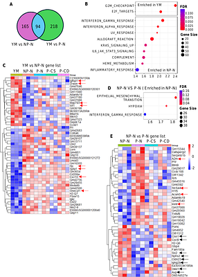 Impact of Choline intake during pregnancy on maternal cognition and hippocampal gene signature in old age