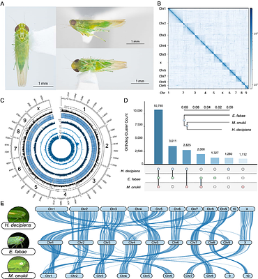 Chromosome-level Genome Assembly of the Potato Leafhopper Empoasca fabae (Hemiptera: Cicadellidae)