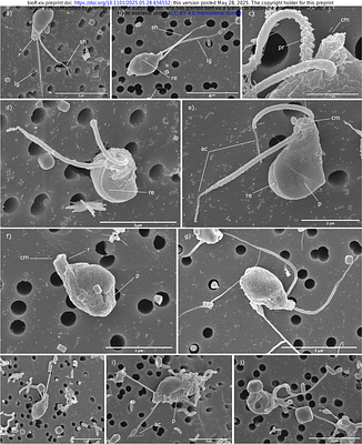 Description of a new Telonemia genus and species with novel observations providing insights into its hidden diversity