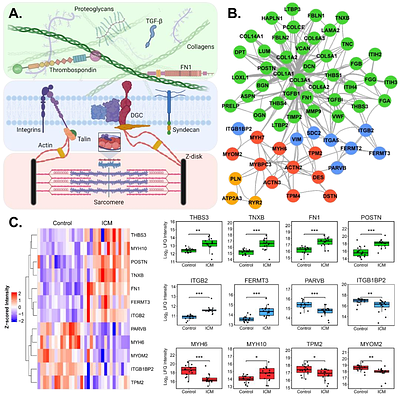 Extracellular Matrix Alterations in Chronic Ischemic Cardiomyopathy Revealed by Quantitative Proteomics