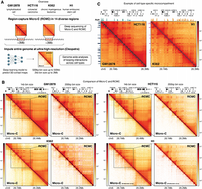 Genome structure mapping with high-resolution 3D genomics and deep learning