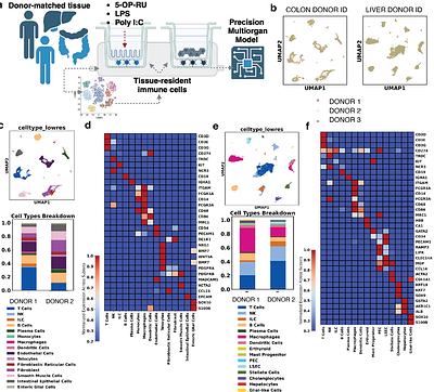 Personalized Gut-Liver Microphysiological System Maps Donor-Specific Tissue Resident Immunity and Reveals a Conserved Metabolic Crosstalk