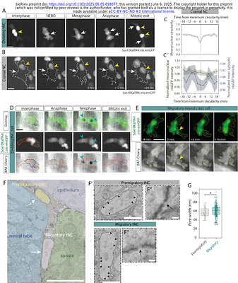 In vivo nuclear envelope adaptation during cell migration across confining embryonic tissue environments